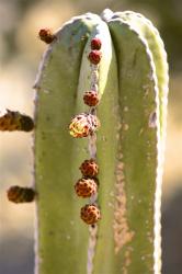 Mexican fencepost cactus blooming